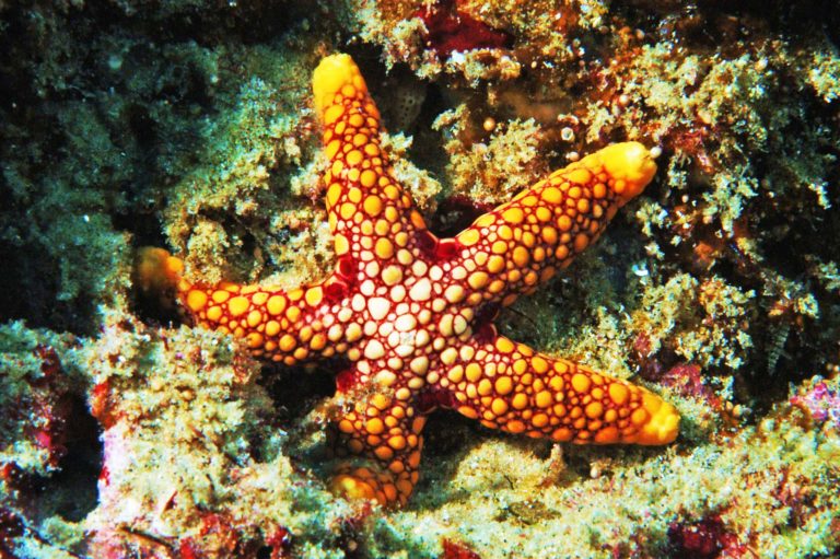 marine-yellow-starfish - Thonga Beach Lodge